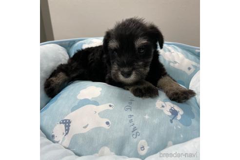 成約済の香川県のミニチュアシュナウザー-182755の5枚目