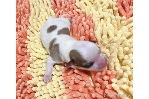 成約済の福岡県のチワマル:チワワ×マルチーズ-185000の56枚目