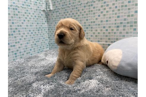 子犬