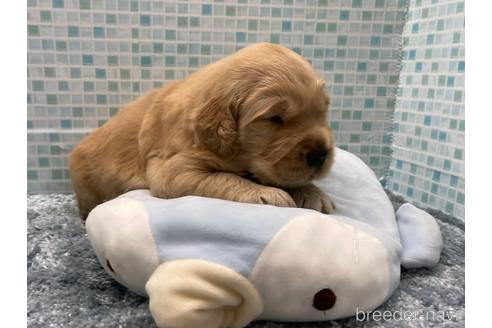 成約済の東京都のゴールデンレトリーバー-185009の3枚目