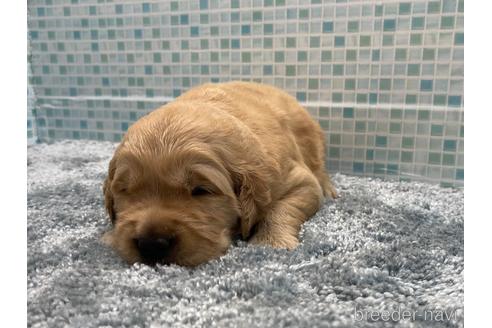 成約済の東京都のゴールデンレトリーバー-185009の1枚目