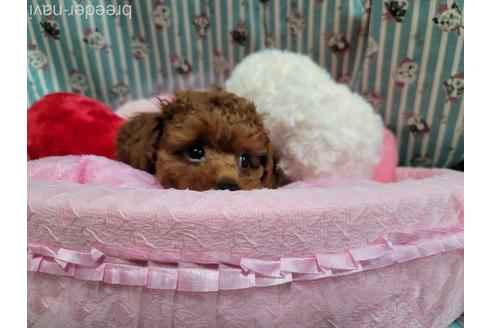 成約済の福岡県のタイニープードル-180796の3枚目