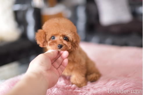 成約済の茨城県のティーカッププードル-177150の1枚目