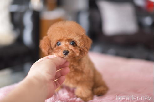 成約済の茨城県のティーカッププードル-177150の6枚目