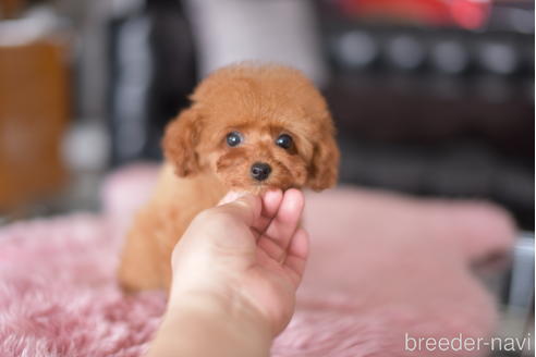 成約済の茨城県のティーカッププードル-177150の5枚目