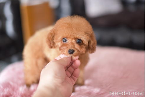 成約済の茨城県のティーカッププードル-177150の4枚目