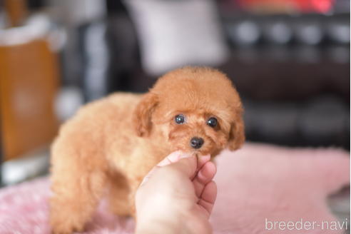 成約済の茨城県のティーカッププードル-177150の3枚目
