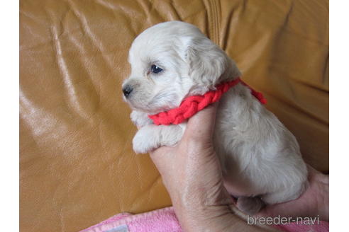 成約済の福岡県のミックス犬-182297の7枚目