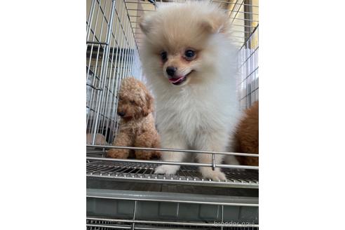 成約済の愛媛県のポメラニアン-181424の2枚目