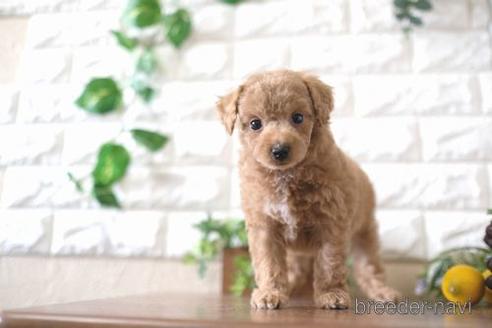 成約済の滋賀県のトイプードル-183118