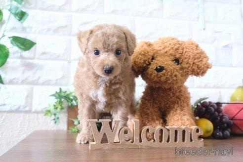 成約済の滋賀県のトイプードル-183118の6枚目