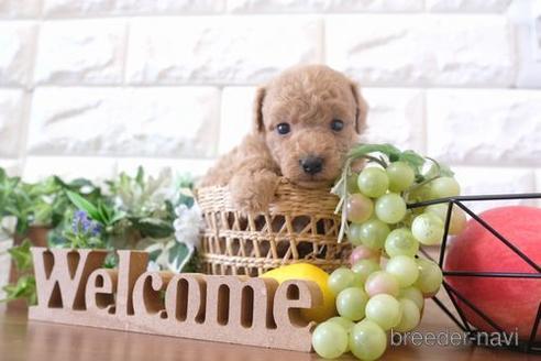 成約済の滋賀県のトイプードル-183118の3枚目