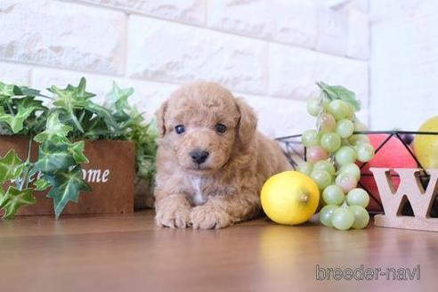 成約済の滋賀県のトイプードル-183118の2枚目