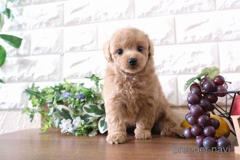 成約済の滋賀県のトイプードル-183123