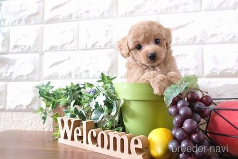 成約済の滋賀県のトイプードル-183123の6枚目