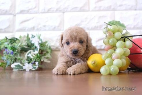成約済の滋賀県のトイプードル-183123の3枚目