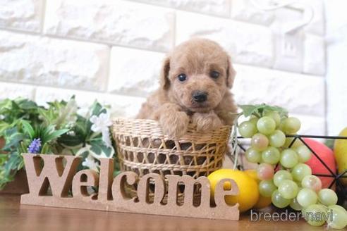 成約済の滋賀県のトイプードル-183123の2枚目