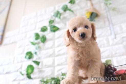 成約済の滋賀県のトイプードル-183125