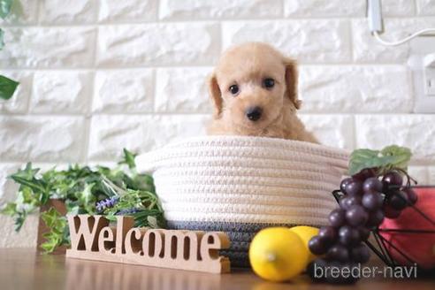 成約済の滋賀県のトイプードル-183125の6枚目