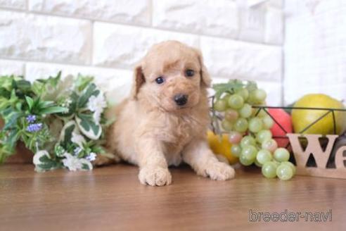 成約済の滋賀県のトイプードル-183125の3枚目