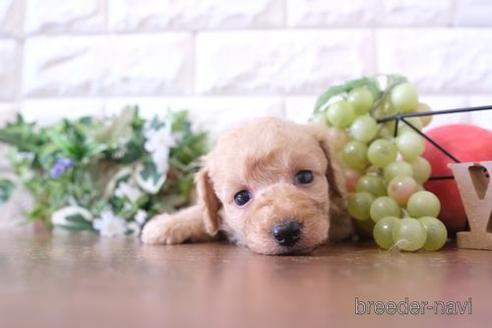 成約済の滋賀県のトイプードル-183125の2枚目