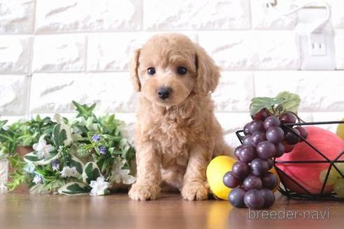 成約済の滋賀県のトイプードル-183131の1枚目