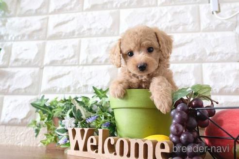 成約済の滋賀県のトイプードル-183131の7枚目