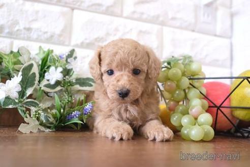 成約済の滋賀県のトイプードル-183131の4枚目