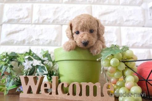 成約済の滋賀県のトイプードル-183131の3枚目