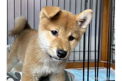 成約済の岡山県の柴犬-180106の4枚目
