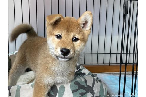 成約済の岡山県の柴犬-180106の3枚目