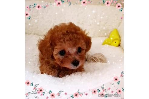 成約済の福岡県のティーカッププードル-185105の1枚目
