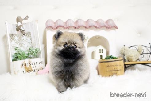 成約済の佐賀県のポメラニアン-185121の1枚目