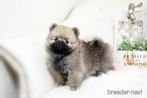 成約済の佐賀県のポメラニアン-185121の5枚目