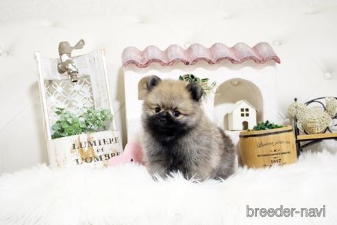 成約済の佐賀県のポメラニアン-185121の4枚目