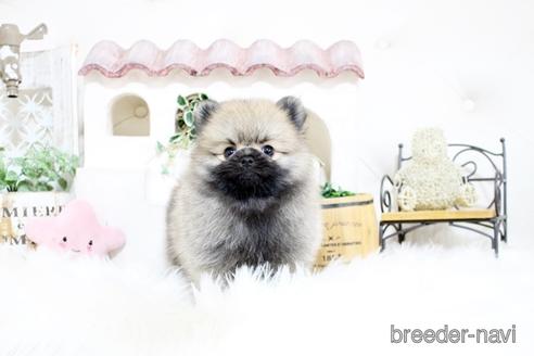 成約済の佐賀県のポメラニアン-185121の3枚目