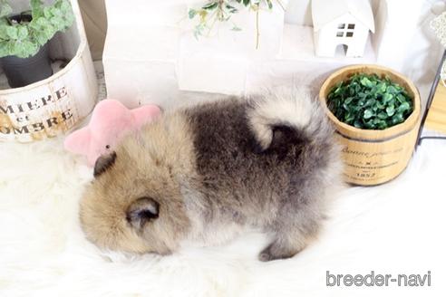 成約済の佐賀県のポメラニアン-185121の2枚目