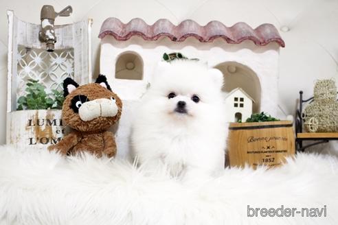 成約済の佐賀県のポメラニアン-185122の1枚目