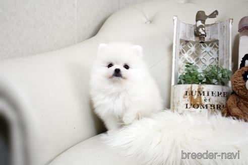 成約済の佐賀県のポメラニアン-185122の5枚目