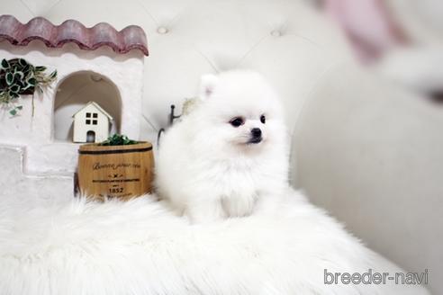 成約済の佐賀県のポメラニアン-185122の4枚目