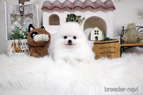 成約済の佐賀県のポメラニアン-185122の3枚目