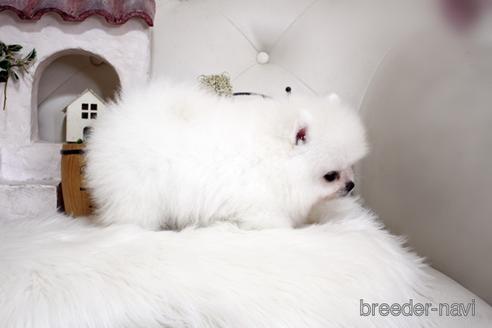 成約済の佐賀県のポメラニアン-185122の2枚目