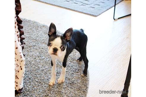 成約済の佐賀県のボストンテリア-173375