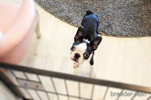 成約済の佐賀県のボストンテリア-173375の4枚目