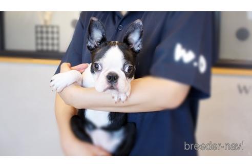 成約済の佐賀県のボストンテリア-173375の3枚目