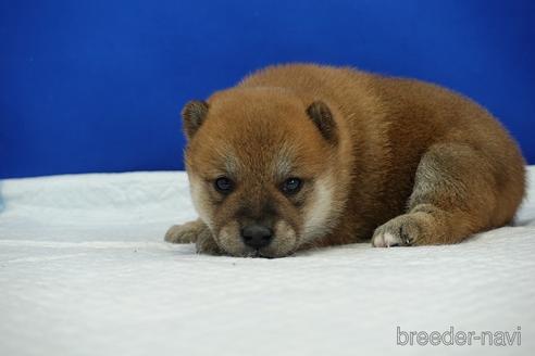 成約済の愛知県の柴犬-185131の6枚目