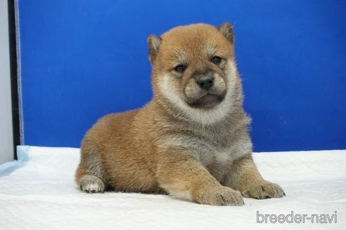 成約済の愛知県の柴犬-185131の7枚目