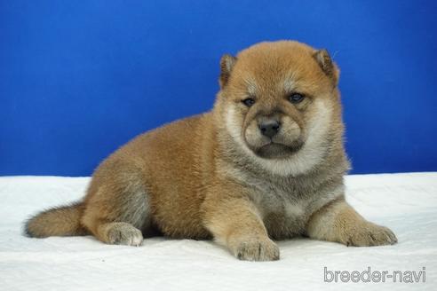 成約済の愛知県の柴犬-185131の8枚目