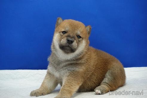 成約済の愛知県の柴犬-185131の10枚目