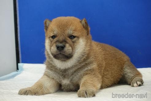 成約済の愛知県の柴犬-185131の12枚目